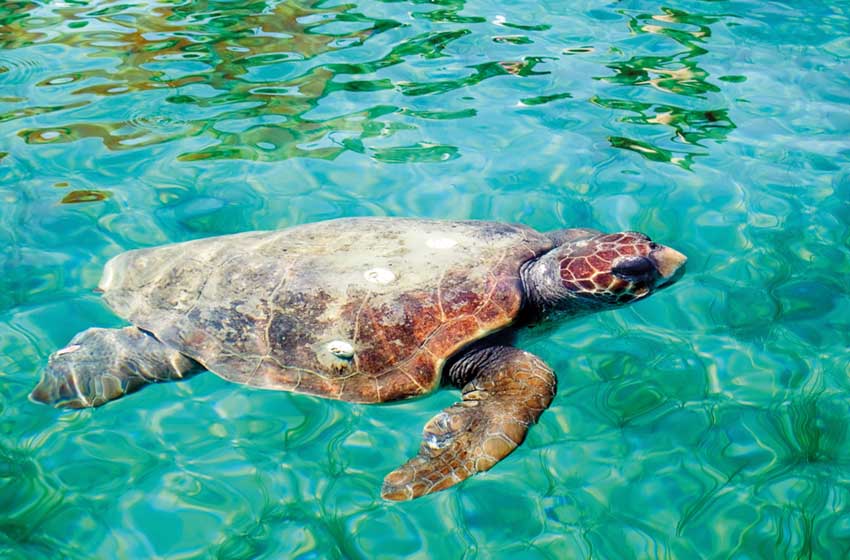Grecia-Zacinto-Tartaruga Caretta Caretta-AdobeStock_16890963