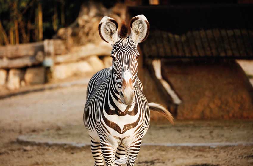 Veneto-Bussolengo-Parco Natura Viva_Zebra di Grevy