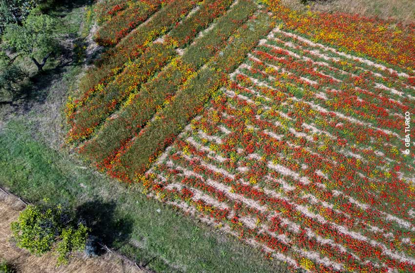 Sicilia-Enna-Azienda Sorelle Turco-Campi coltivati