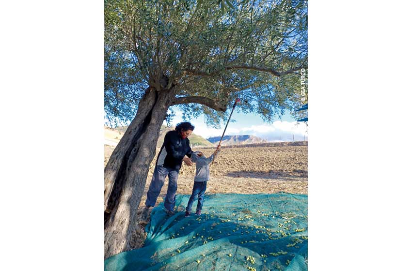 Sicilia-Enna-Azienda Sorelle Turco-madre e bimbo tra gli ulivi