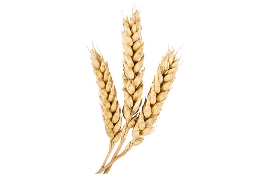 Sicilia-Enna-spiga di grano