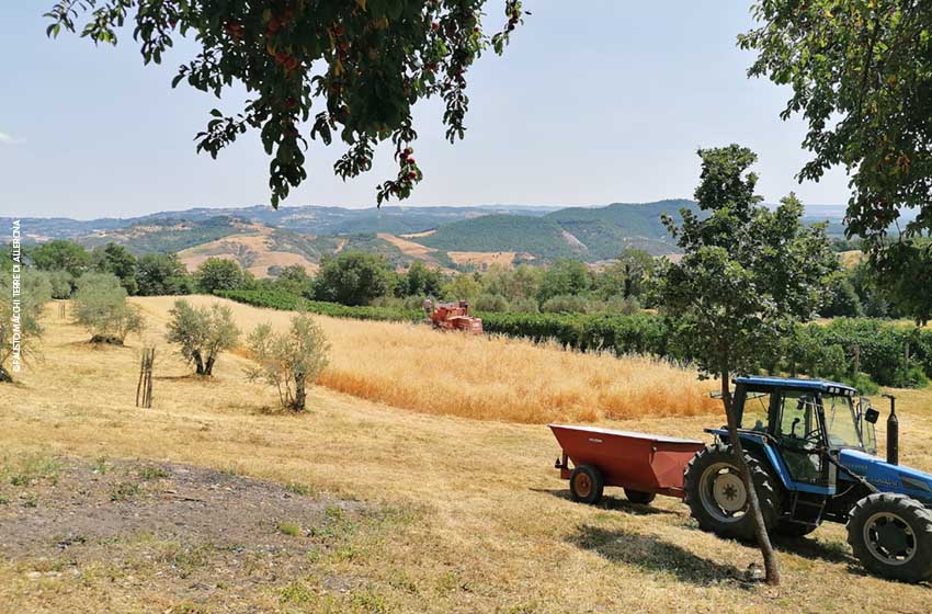 Umbria-Allerona-Farromonococco-Campo grano-