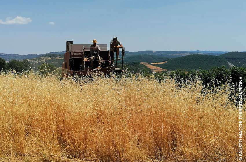 Umbria-Allerona-Farromonococco-Campo grano-