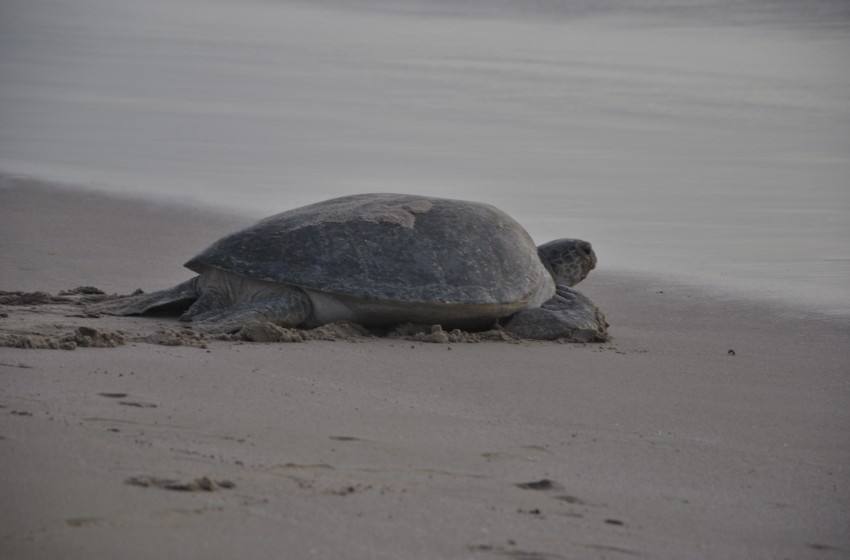 Oman-Ras Al Hadd-spiaggia- tartaruga