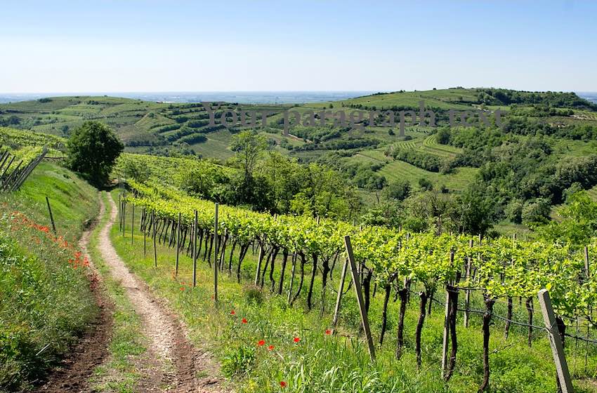 azienda agricola inama