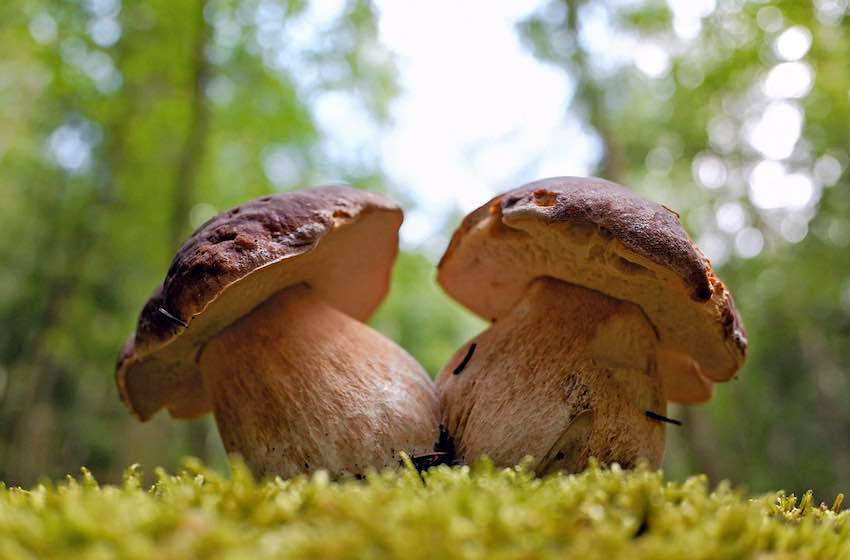 Porcini