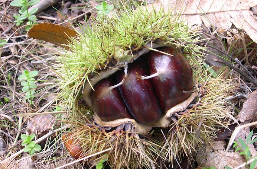 castagne