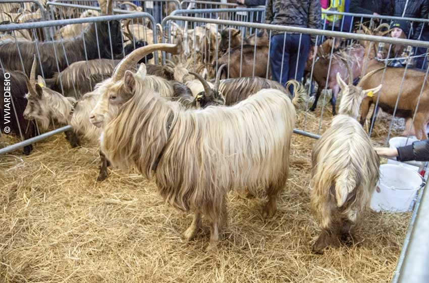 Lombardia, Ardesio, Fiera delle Capre e dell'asinello