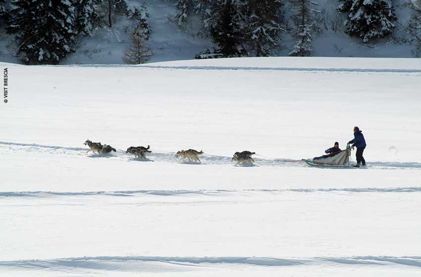 Lombardia, Alta Valcamonica: sleddog al Passo del Tonale