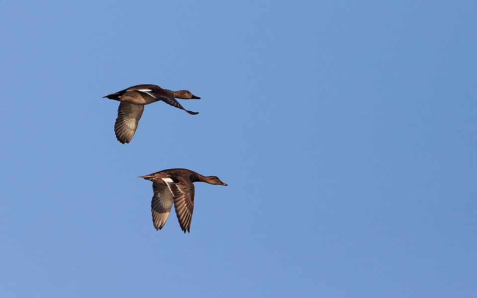 20220208_canapiglie-in-volo_oasi-Lipu-del-Chiarone
