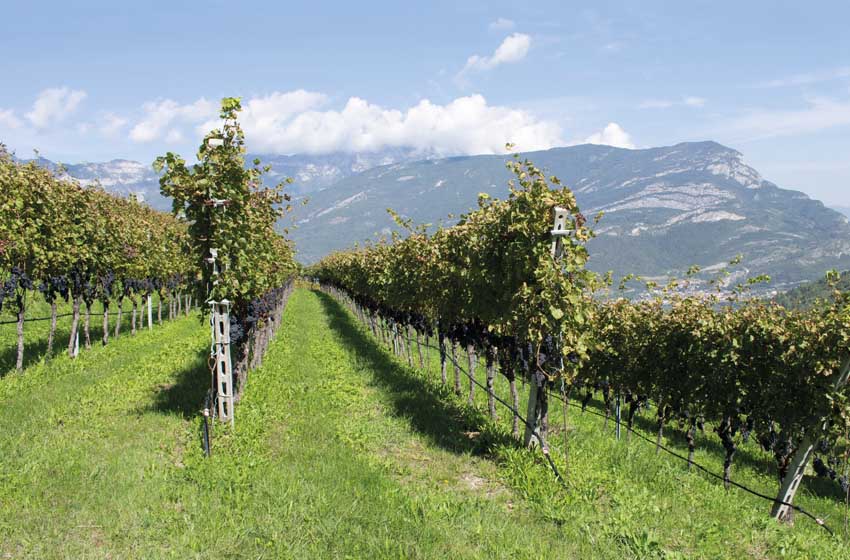 Cantina Vivallis di Nogaredo