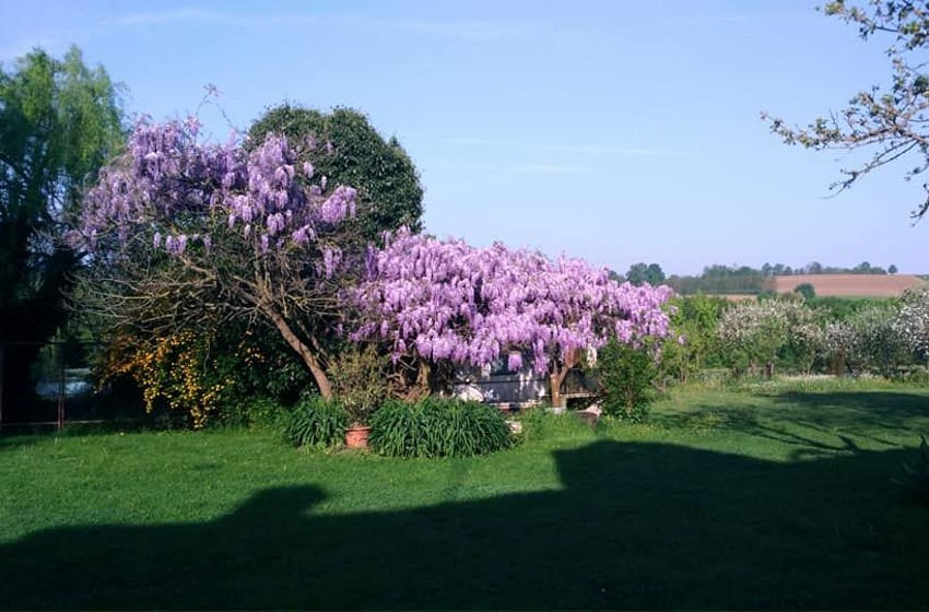 Agriturismo- Piemonte-Cascina Campora-Buttigliera d'Asti-prato-glicine-fattoria didattica