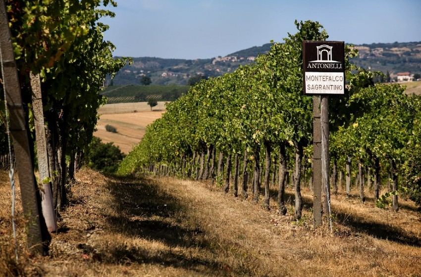 Agripleinair-Umbria-Antonelli-vigneto
