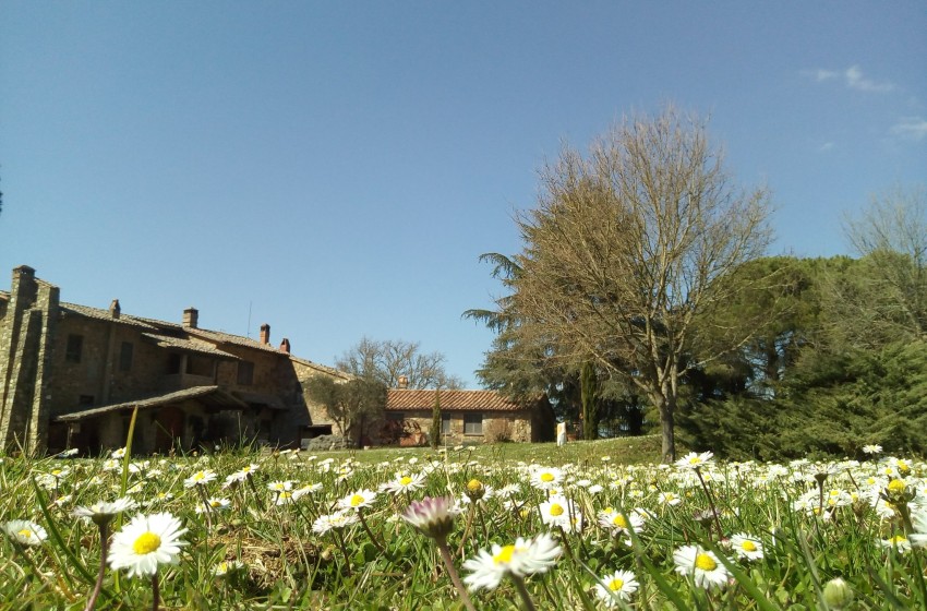 Agriturismi-Lazio-Acquapendente-Le Roghete-campagna-margherite-casolare