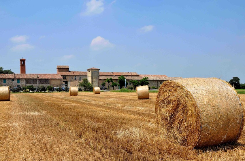 palla di fieno su campo di grano