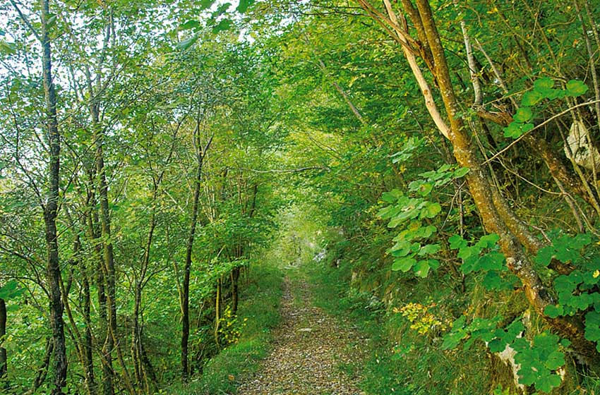 Molise-Castel San Vincenzo-Il cammino di San Michele-bosco-faggeta