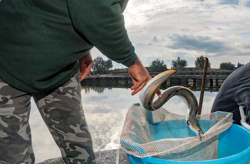 Comacchio-Pesca-anguille