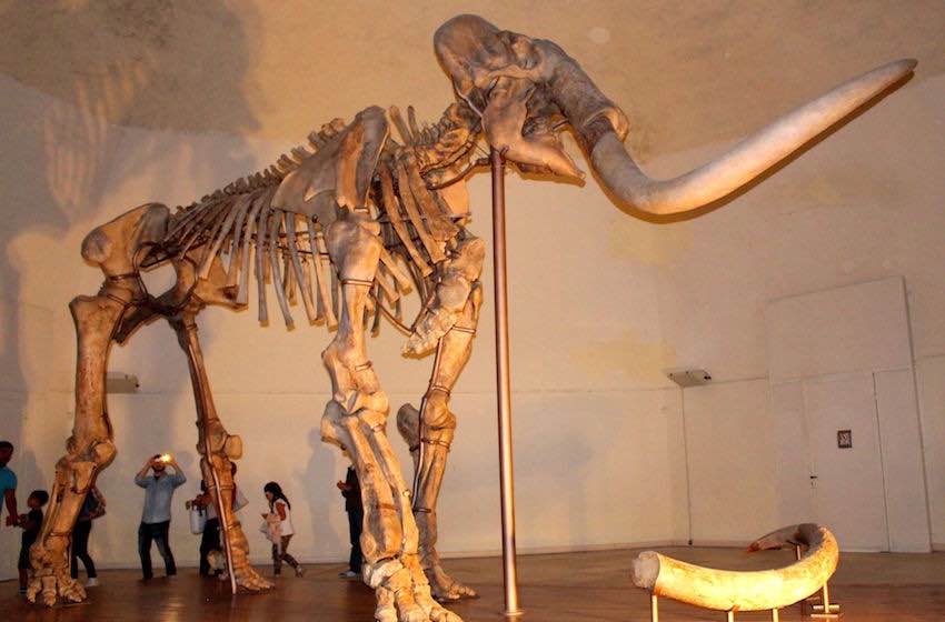 abruzzo l'aquila mammut