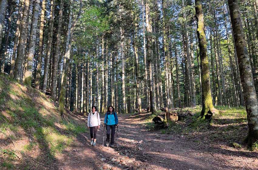 Toscana-Eremo di Camaldoli-Foresta di abeti bianchi