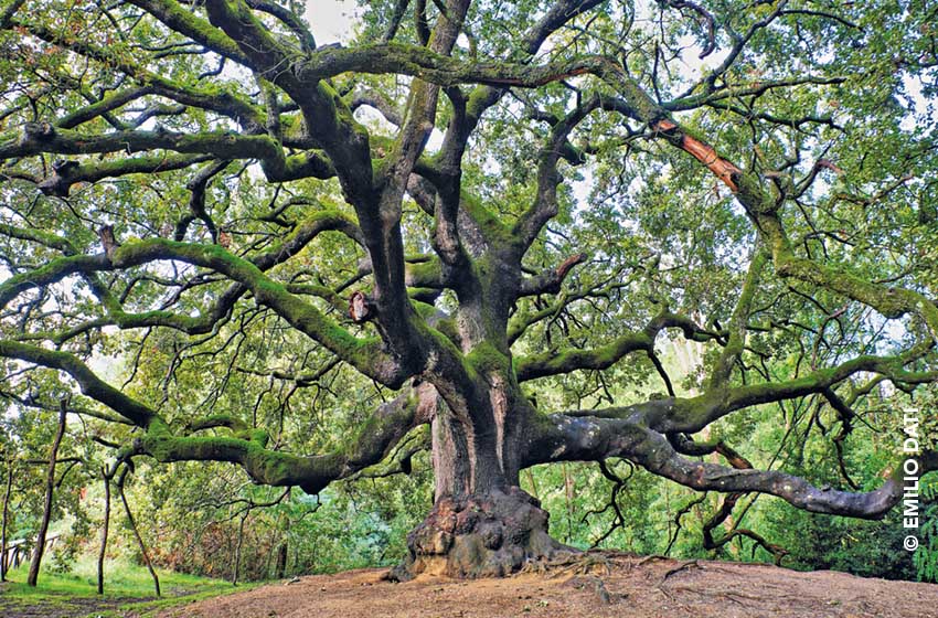 Toscana-Capannori-Quercia delle Streghe-Ph. Emilio Dati