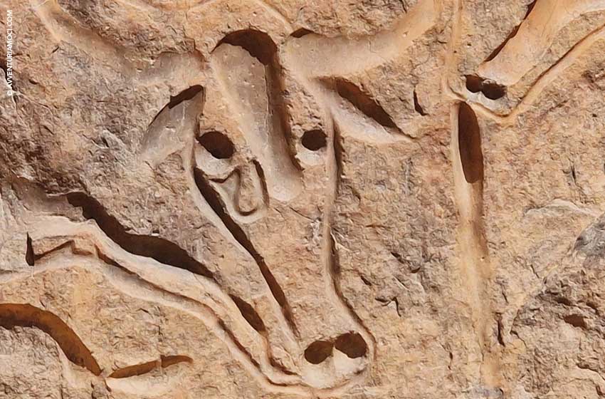 Algeria: l'incisione rupestre della Vache qui Pleure