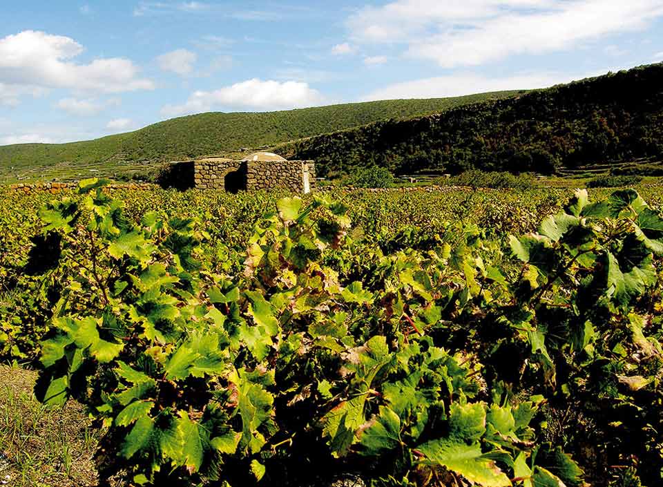 La Piana di Ghirlanda, punteggiata da antichi dammusi