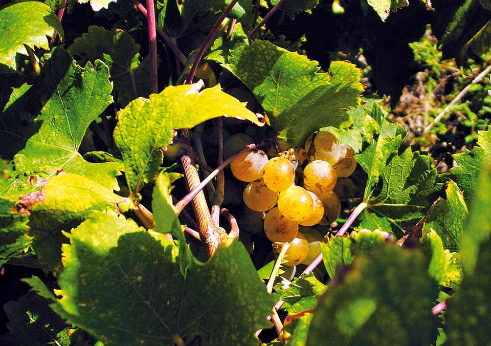 Un grappolo di uva zibibbo, da cui ha origine il celebre passito