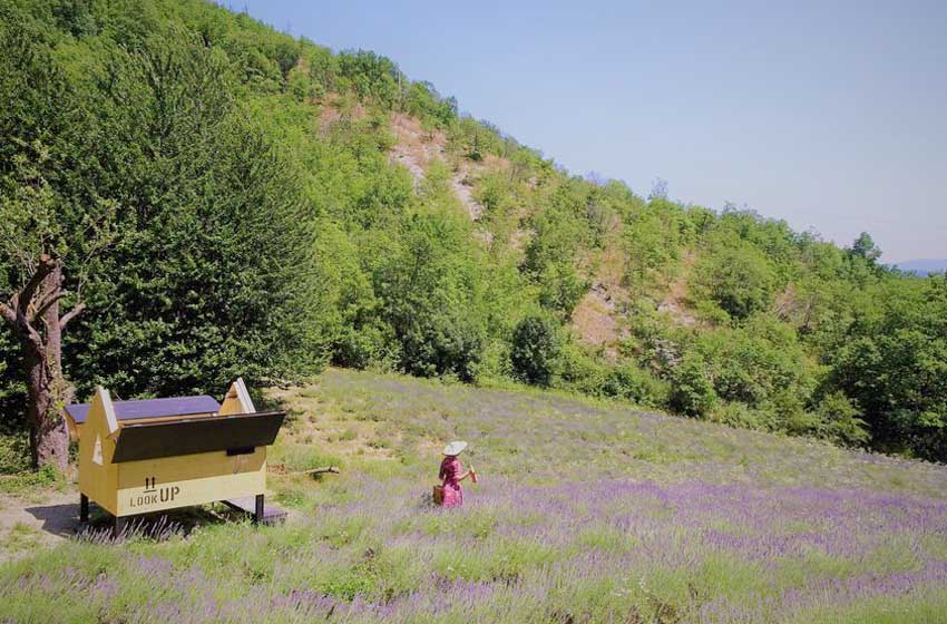 donna su campi di lavanda