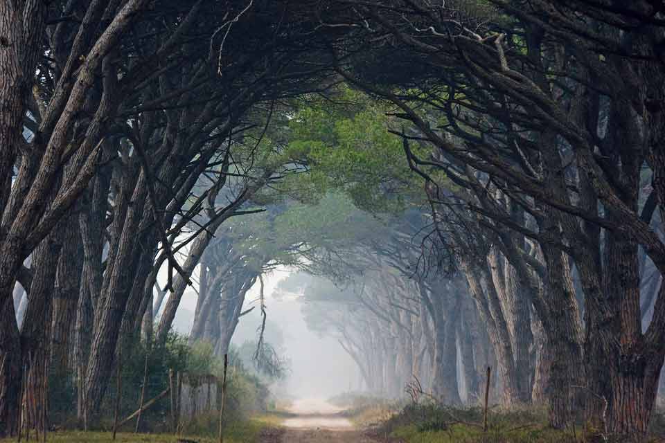 SanRossore_3