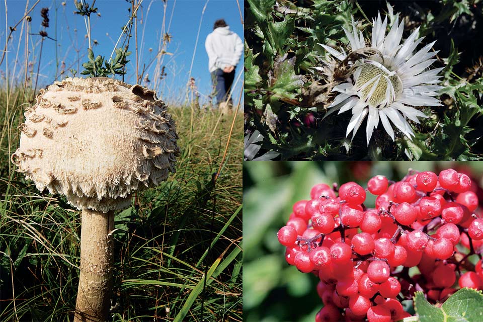 Fra la vegetazione del territorio troviamo cardi, ribes e mazze di tamburo, grandi funghi commestibili frequenti sui pascoli di media quota