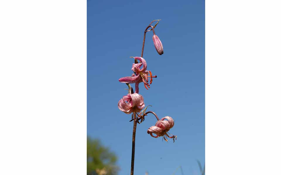 fiore-DSC_1049