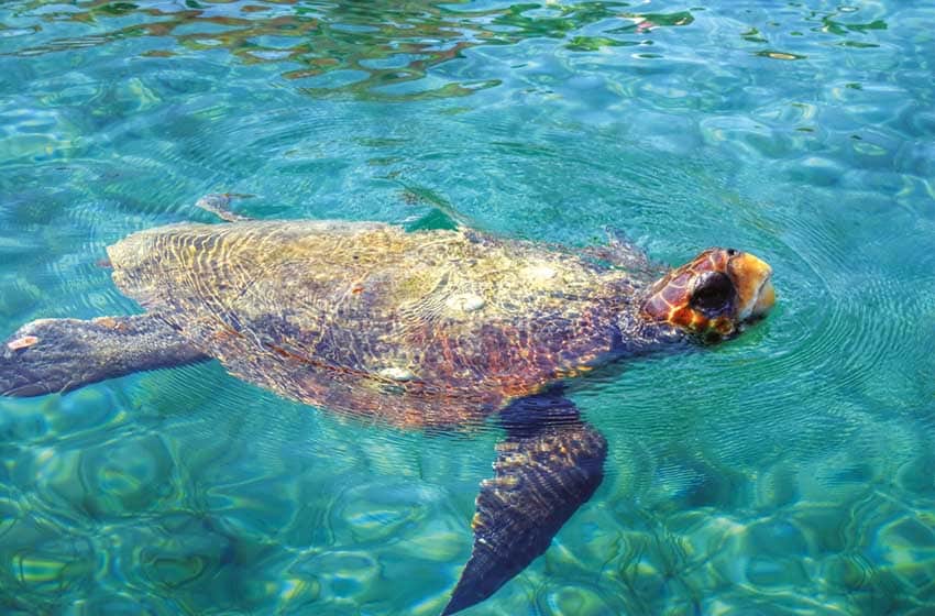 Sicilia-Lampedusa-Tartaruga Caretta Caretta