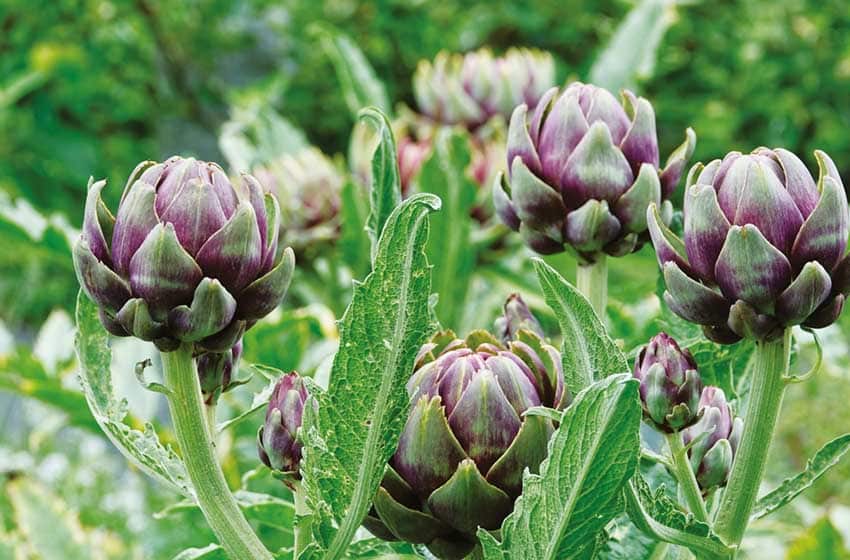 Lazio-Carciofi di Ladispoli