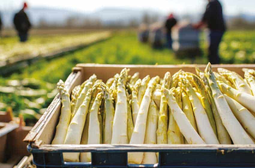 Veneto-Asparagi bianchi