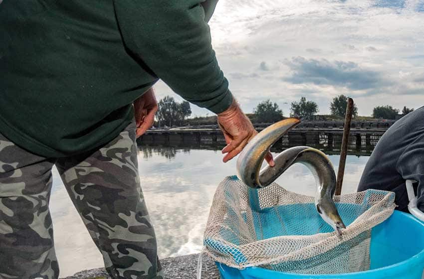 Comacchio-Pesca-dell'anguilla
