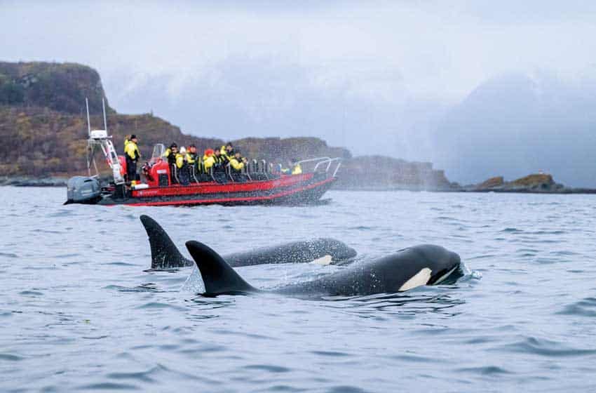 Norvegia: un'escursione marina per l'avvistamento dell'orca a Tromsø