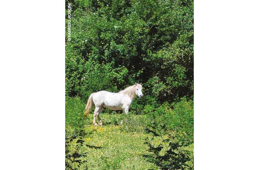Cavallo all'Isola della Cona