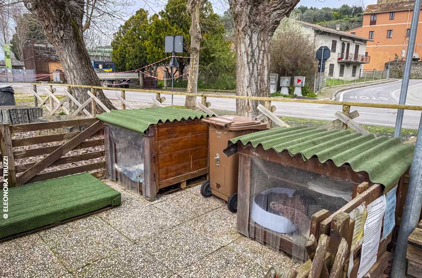 San-Feliciano-Colonia-felina