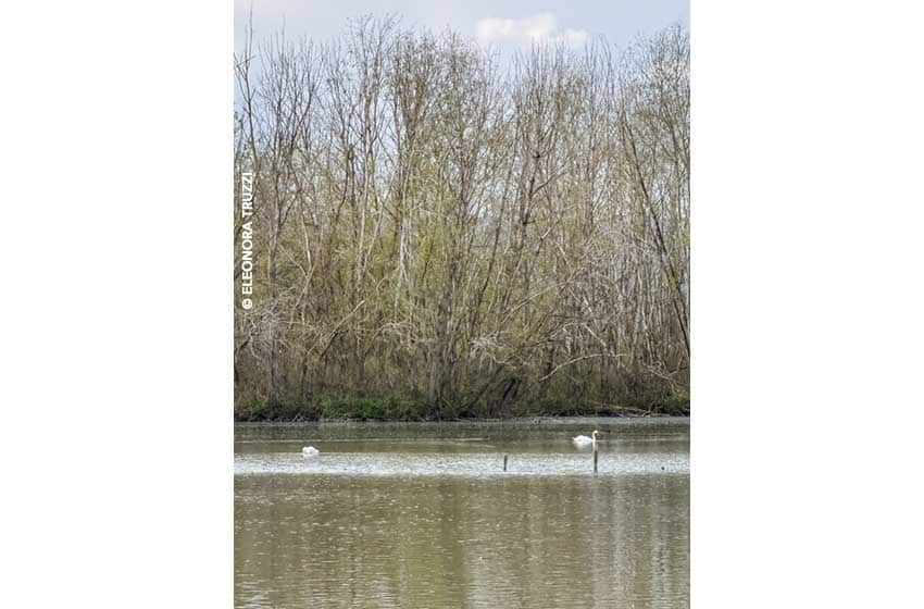 Oasi-lago-di-Alviano-