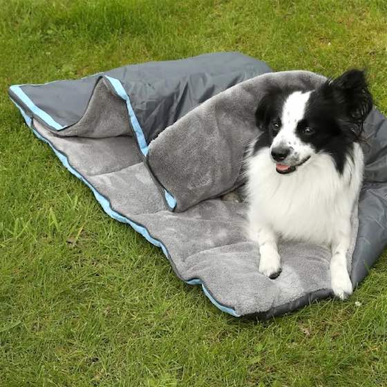 cani in camper