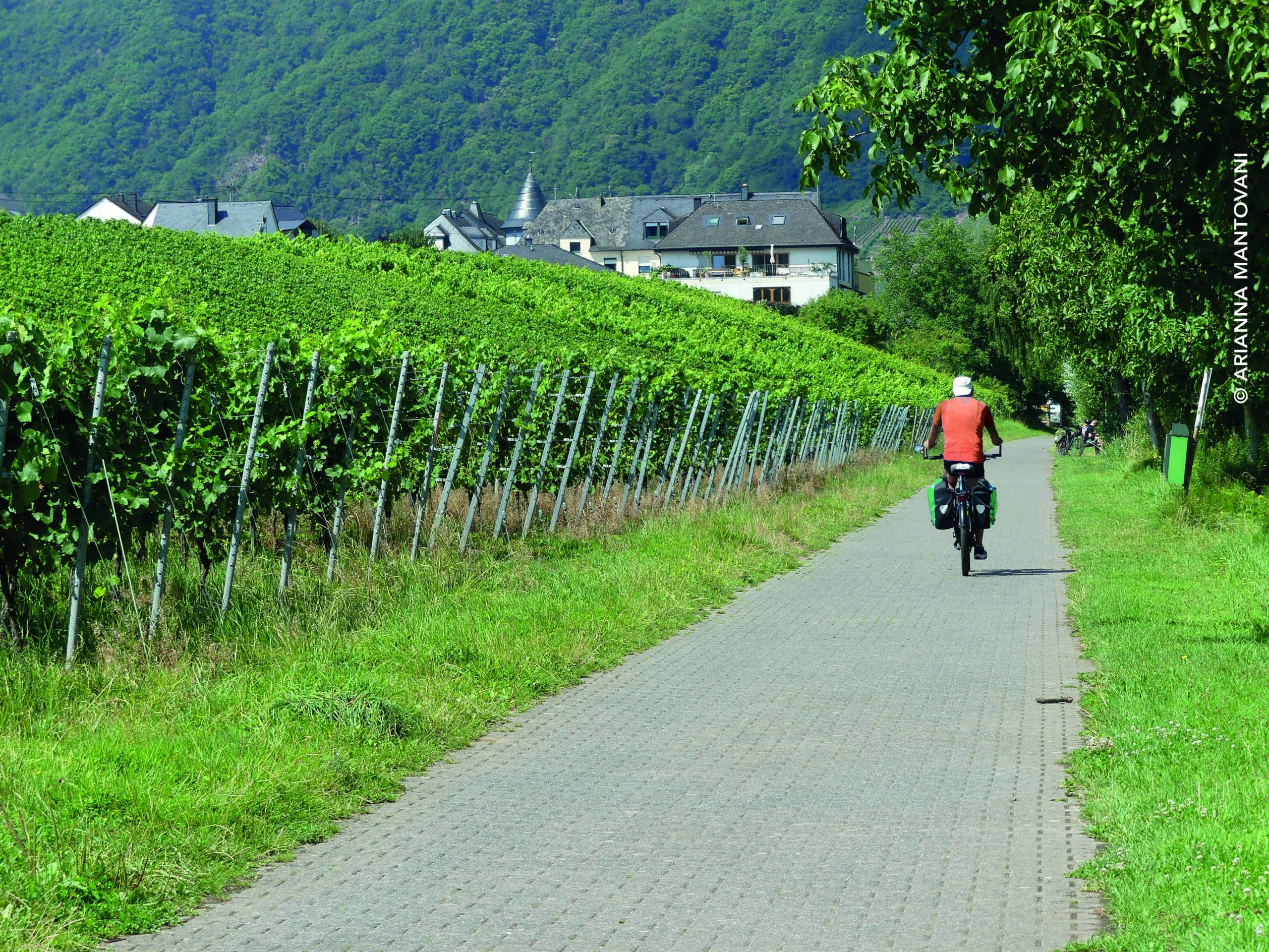 Fra-Bernkastel-e-Leiwen_uomo-in-bici-vigneti